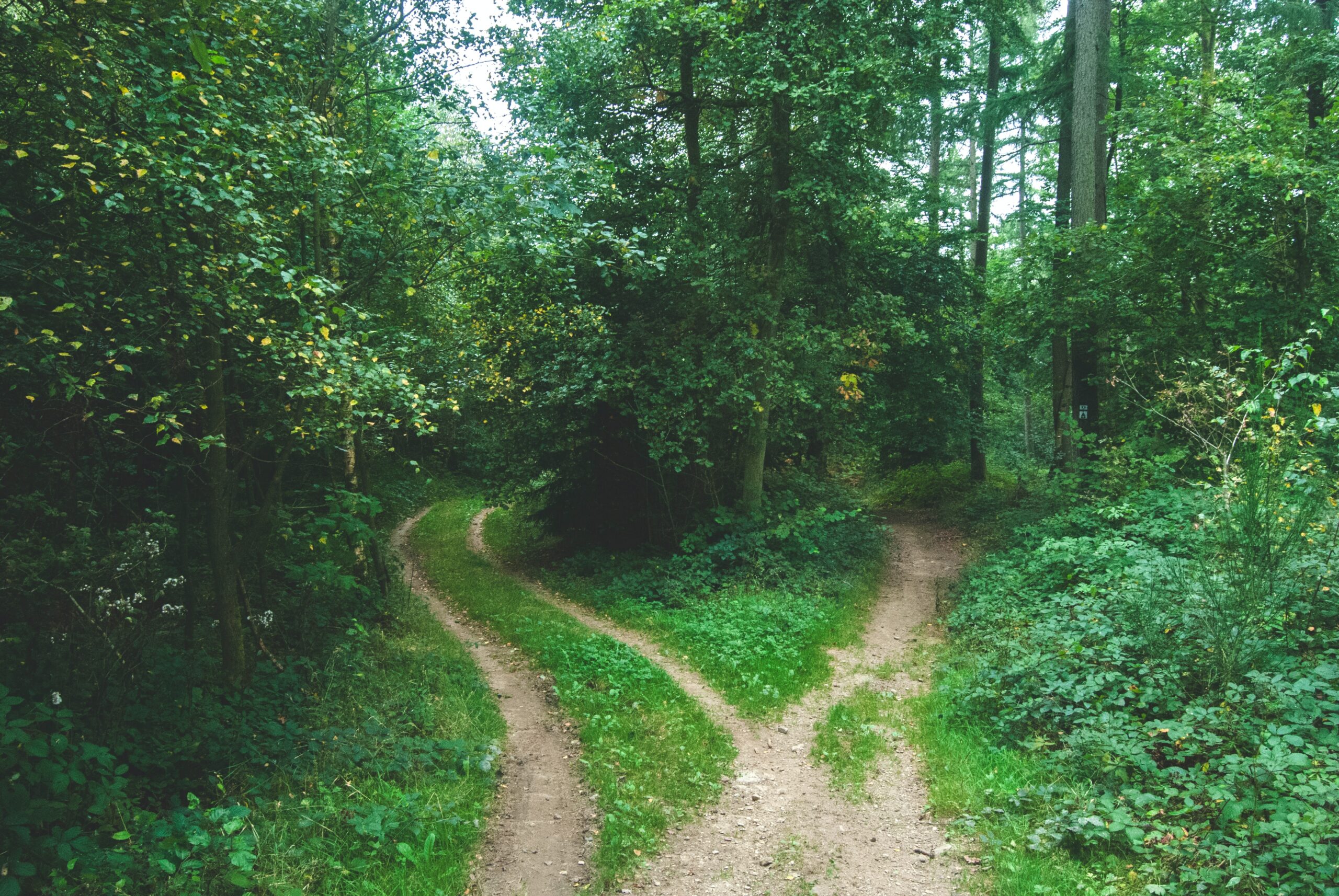 Angular: Two Paths. Two ways to solve a problem.